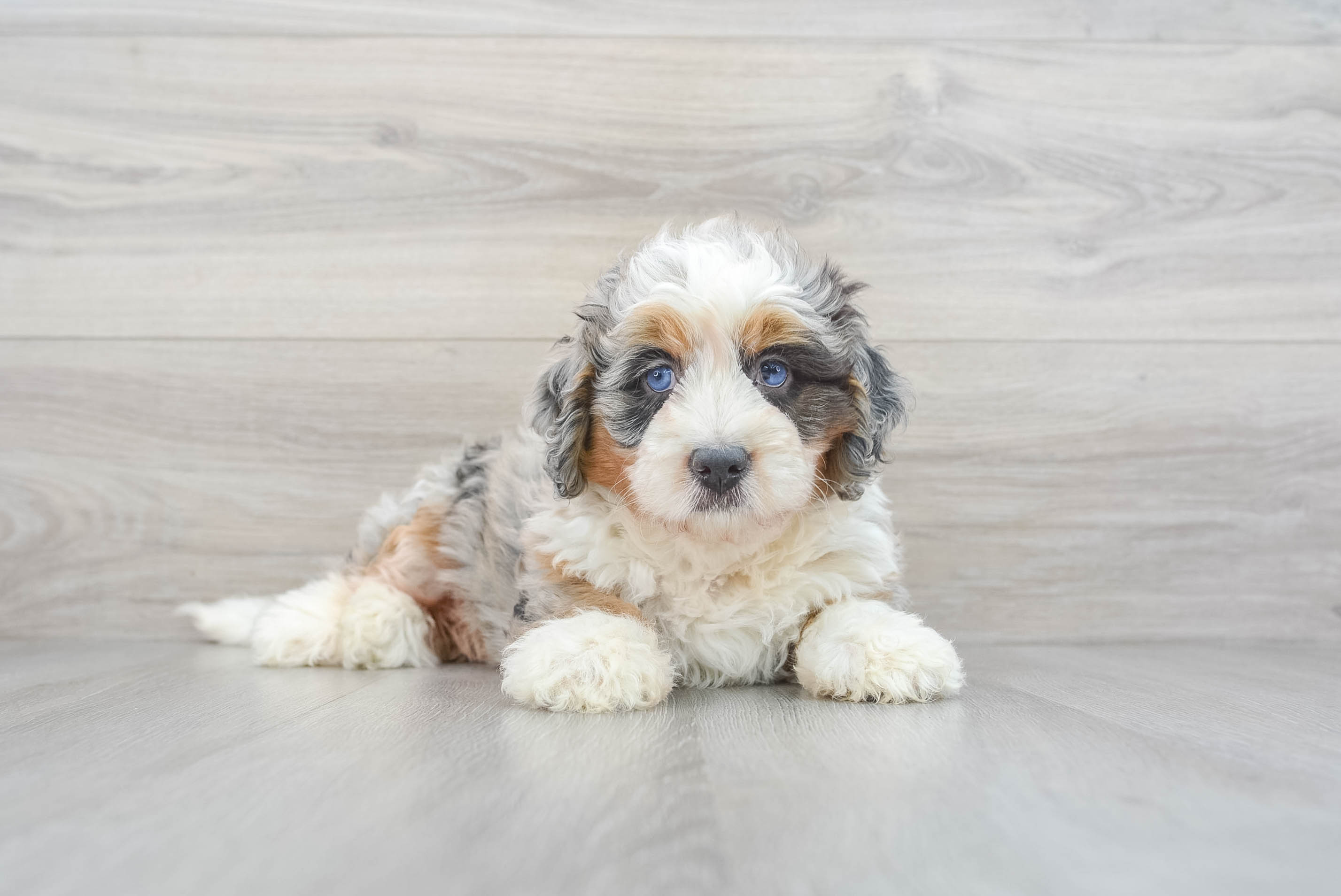 Shop bernedoodle poodle mixed breeds Online Sale