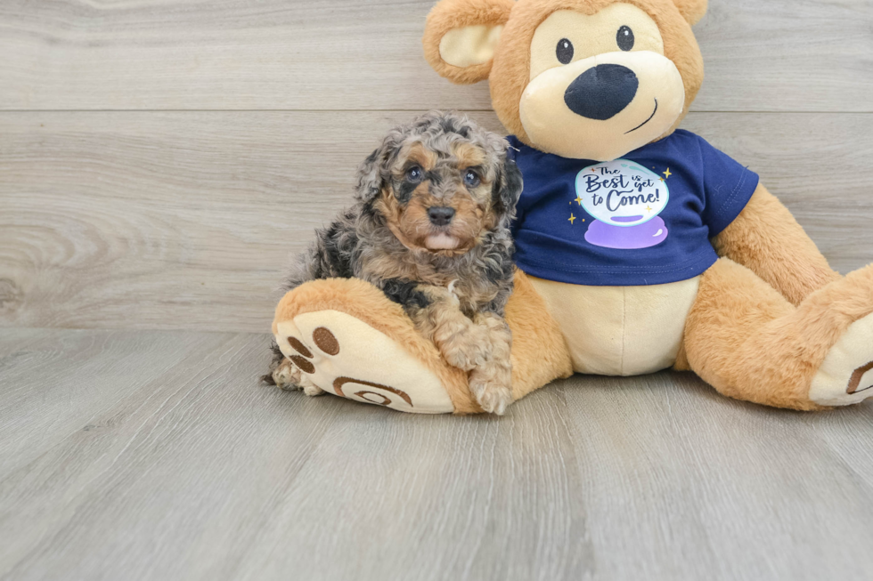 Mini Bernedoodle Puppy for Adoption