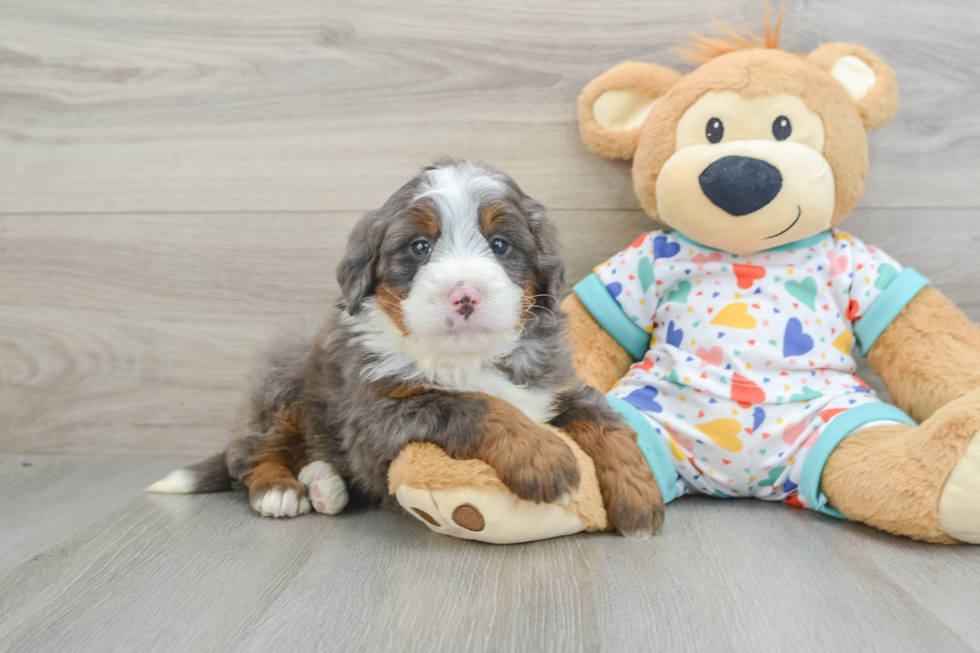 Playful Mini Bernadoodle Poodle Mix Puppy