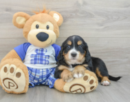 7 week old Mini Bernedoodle Puppy For Sale - Florida Fur Babies