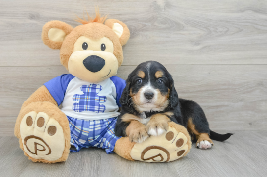 Mini Bernedoodle Pup Being Cute