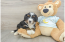 Mini Bernedoodle Puppy for Adoption