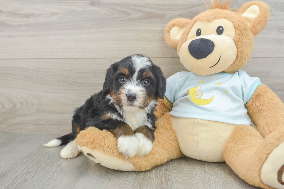 Mini Bernedoodle Puppy for Adoption