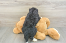 Mini Bernedoodle Puppy for Adoption