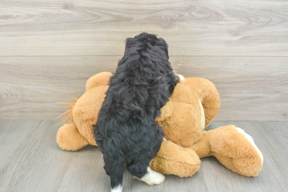 Mini Bernedoodle Puppy for Adoption