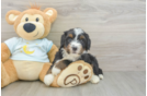 Best Mini Bernedoodle Baby