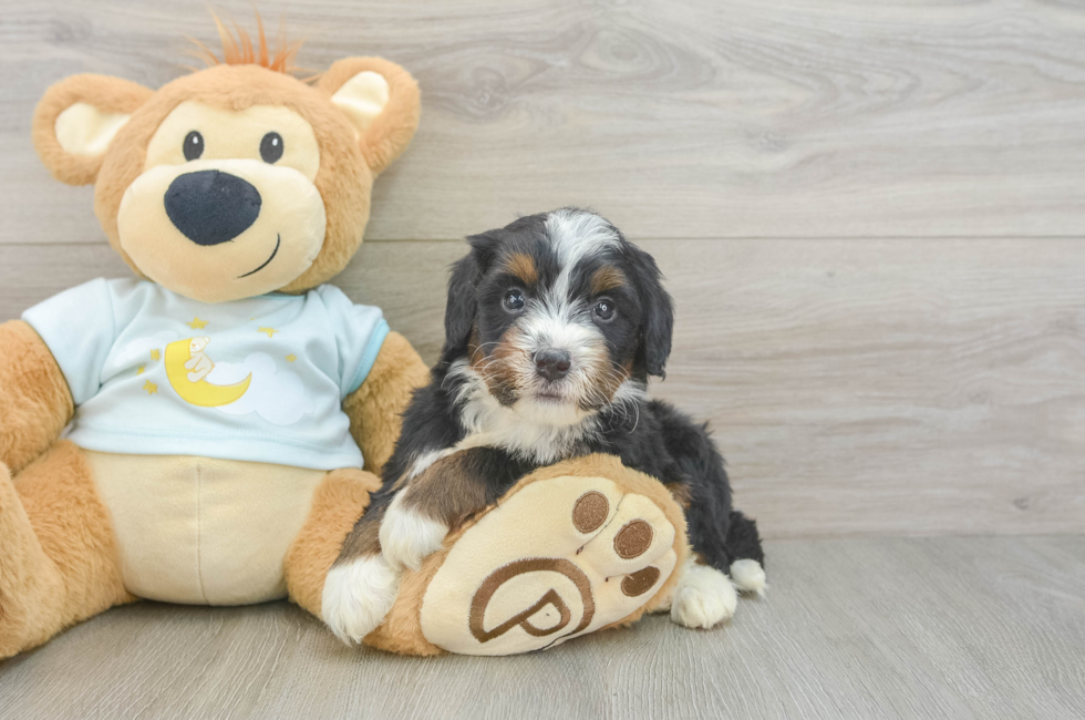 5 week old Mini Bernedoodle Puppy For Sale - Florida Fur Babies