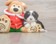 6 week old Mini Bernedoodle Puppy For Sale - Florida Fur Babies