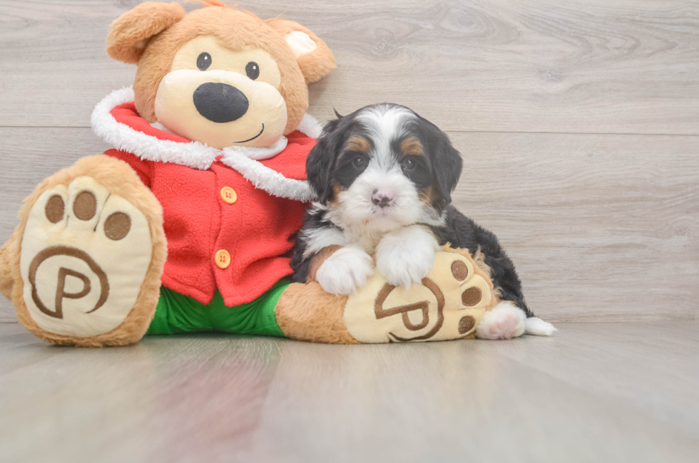 6 week old Mini Bernedoodle Puppy For Sale - Florida Fur Babies