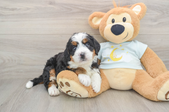 Best Mini Bernedoodle Baby