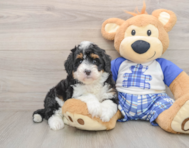 5 week old Mini Bernedoodle Puppy For Sale - Florida Fur Babies