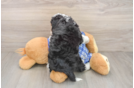 Adorable Mini Bernadoodle Poodle Mix Puppy