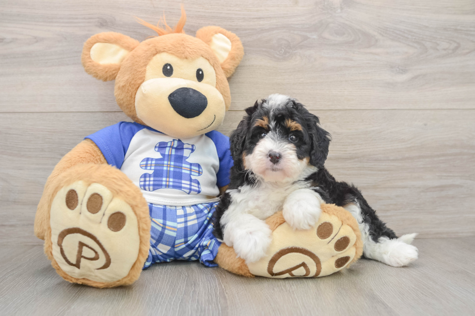 Mini Bernedoodle Pup Being Cute