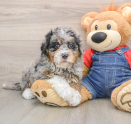5 week old Mini Bernedoodle Puppy For Sale - Florida Fur Babies