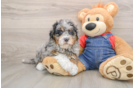 Best Mini Bernedoodle Baby