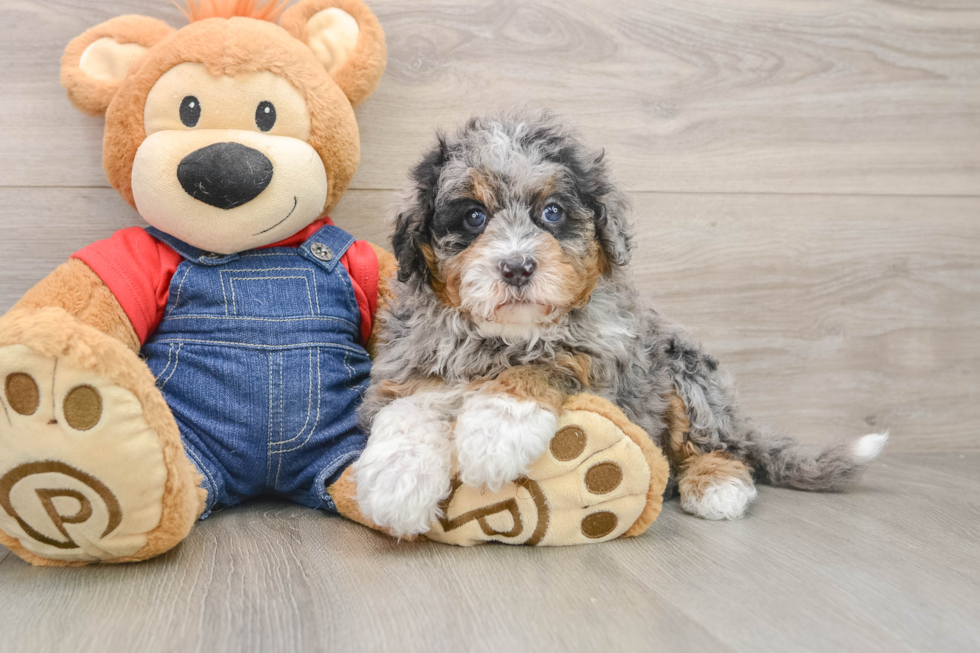 Mini Bernedoodle Pup Being Cute