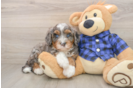 Mini Bernedoodle Pup Being Cute