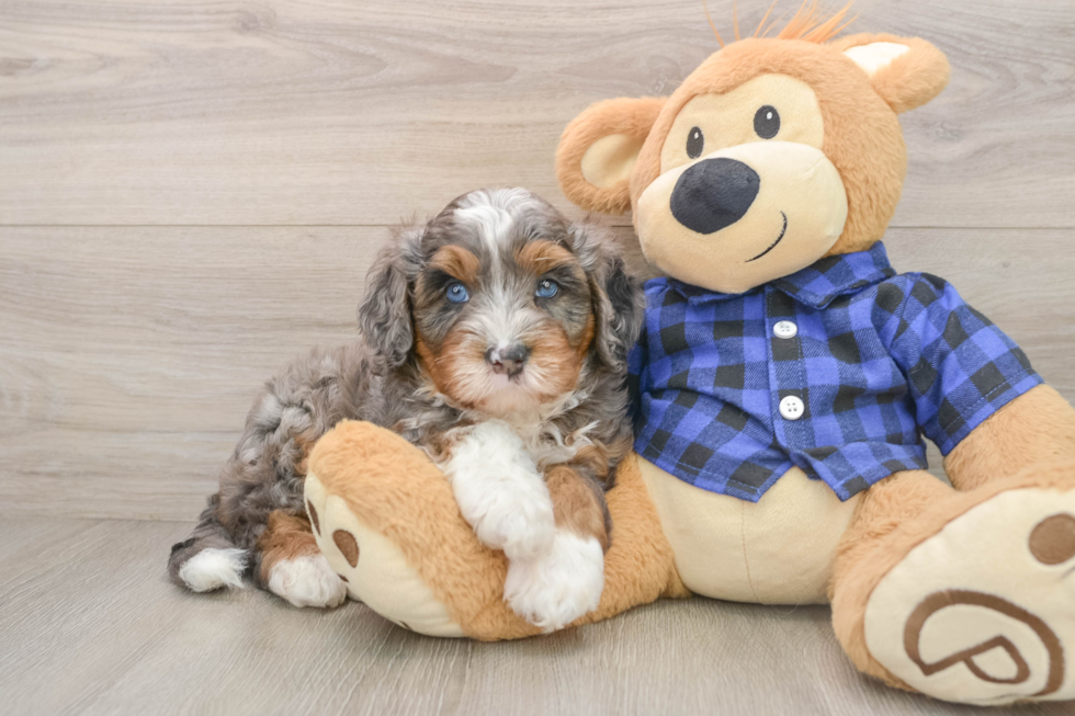 Mini Bernedoodle Pup Being Cute