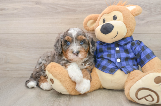 Mini Bernedoodle Pup Being Cute