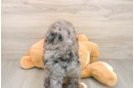 Best Mini Bernedoodle Baby