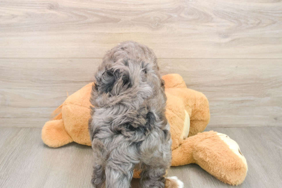 Best Mini Bernedoodle Baby