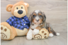 Mini Bernedoodle Pup Being Cute