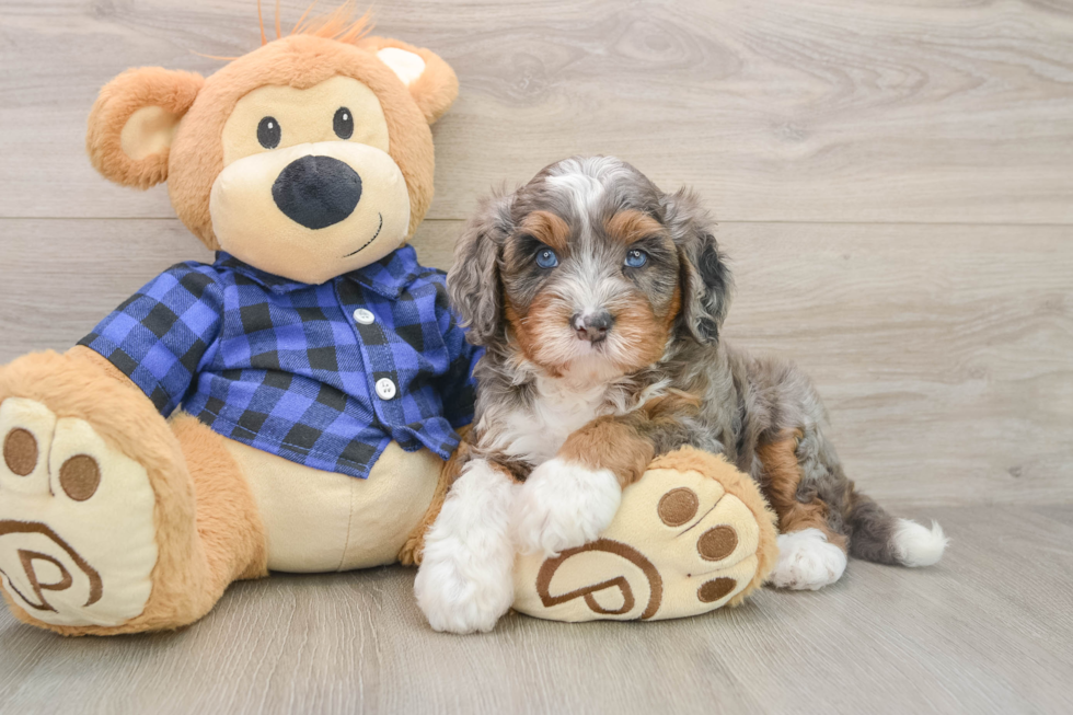 Mini Bernedoodle Pup Being Cute