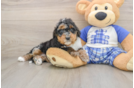 Best Mini Bernedoodle Baby