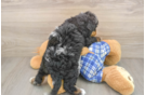 Cute Mini Bernedoodle Baby