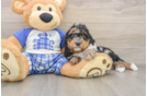 Fluffy Mini Bernedoodle Poodle Mix Pup