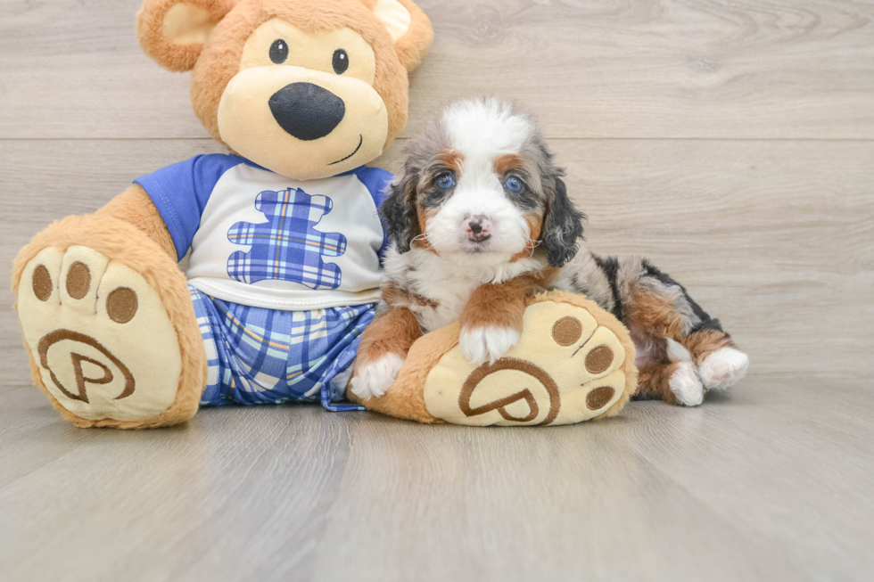 Mini Bernedoodle Puppy for Adoption