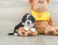 8 week old Mini Bernedoodle Puppy For Sale - Florida Fur Babies