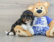 8 week old Mini Bernedoodle Puppy For Sale - Florida Fur Babies