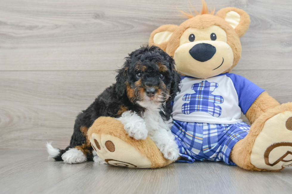 6 week old Mini Bernedoodle Puppy For Sale - Florida Fur Babies