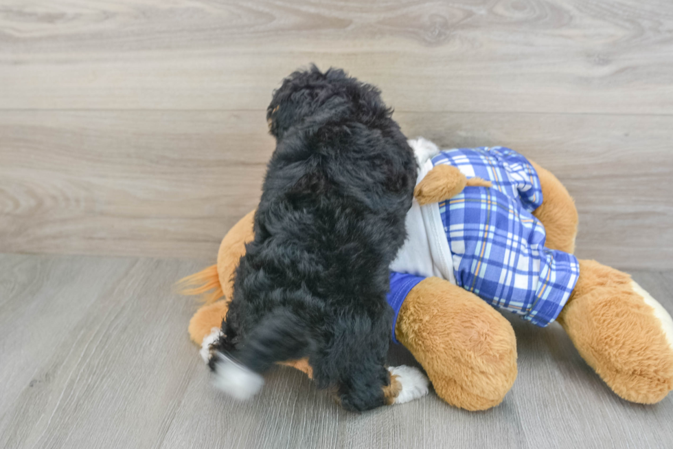 Mini Bernedoodle Pup Being Cute