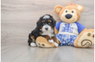 Petite Mini Bernedoodle Poodle Mix Pup