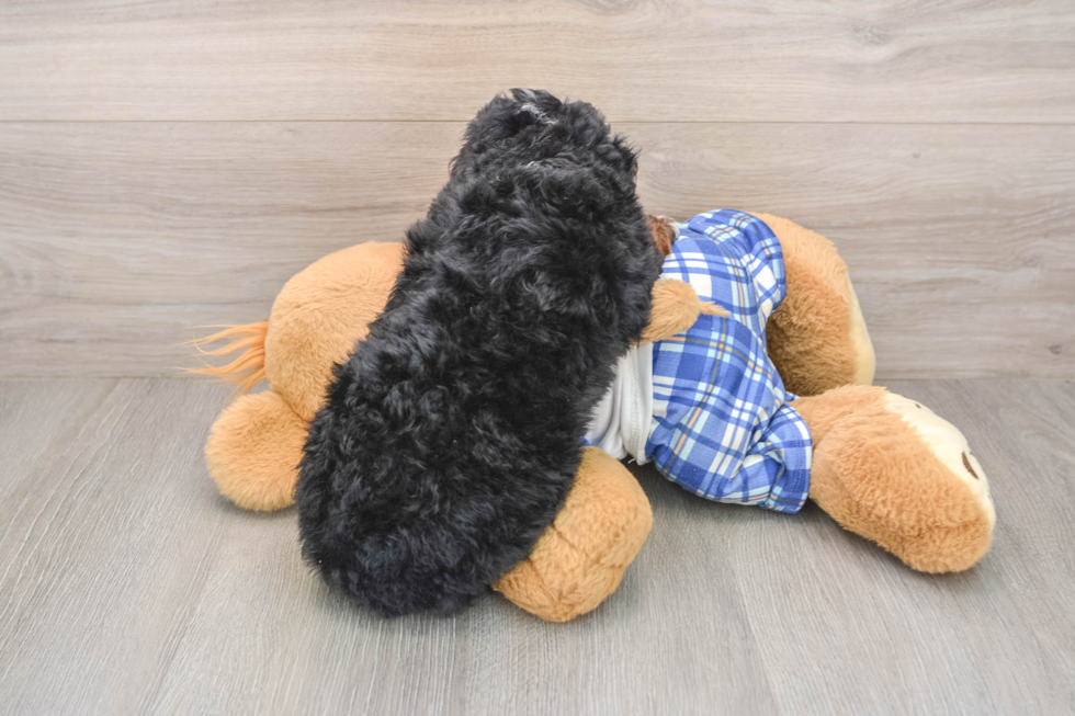 Mini Bernedoodle Pup Being Cute