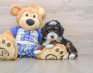 5 week old Mini Bernedoodle Puppy For Sale - Florida Fur Babies