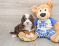 5 week old Mini Bernedoodle Puppy For Sale - Florida Fur Babies