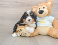6 week old Mini Bernedoodle Puppy For Sale - Florida Fur Babies