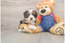 Hypoallergenic Mini Bernese Poodle Poodle Mix Puppy