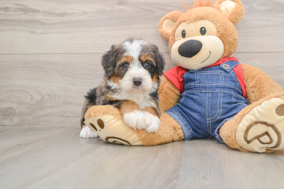 Hypoallergenic Mini Bernese Poodle Poodle Mix Puppy