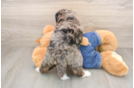 Mini Bernedoodle Puppy for Adoption