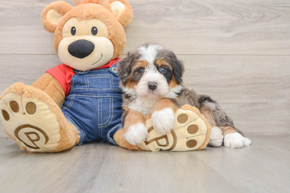 Smart Mini Bernedoodle Poodle Mix Pup