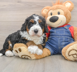 5 week old Mini Bernedoodle Puppy For Sale - Florida Fur Babies