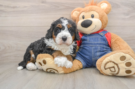 Energetic Bernese Doodle Poodle Mix Puppy