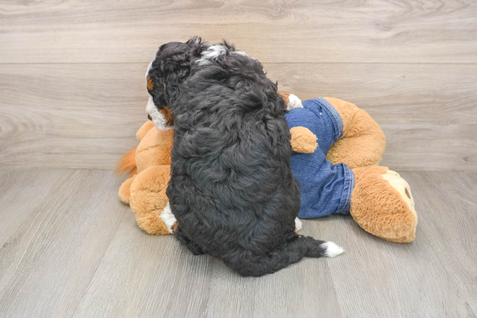 Petite Mini Bernedoodle Poodle Mix Pup