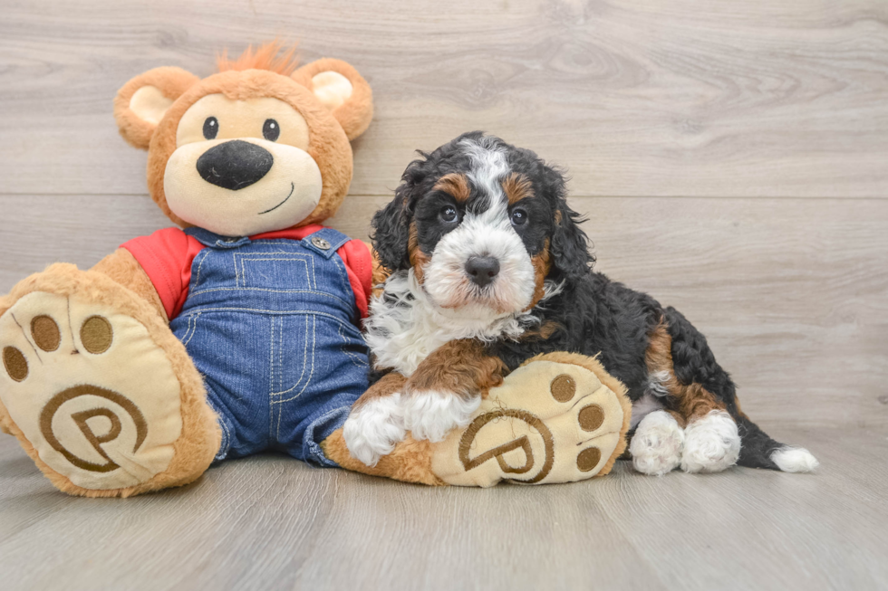 Hypoallergenic Mini Bernesedoodle Poodle Mix Puppy