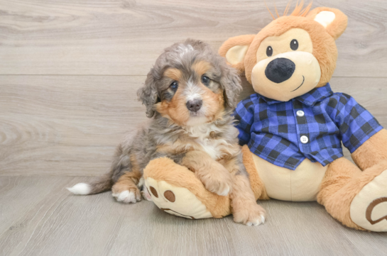 Adorable Mini Bernesedoodle Poodle Mix Puppy
