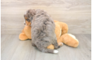 Playful Mini Bernese Poodle Poodle Mix Puppy